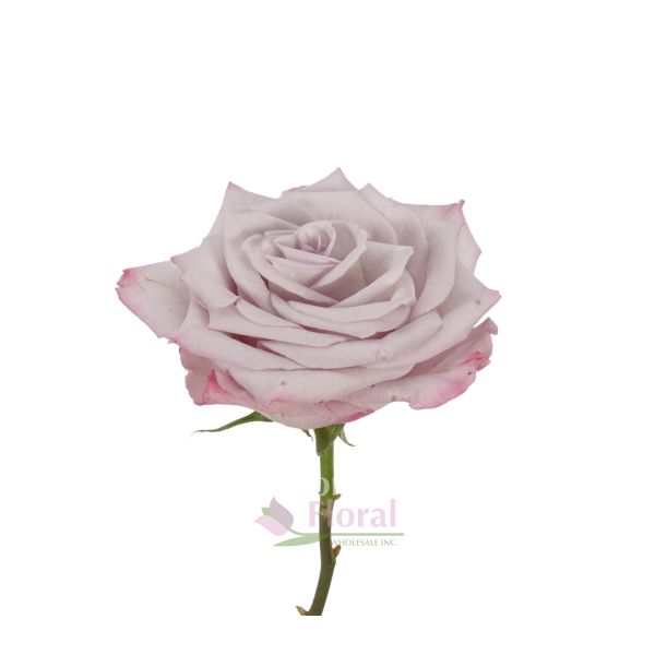 Rose Sky Garden Light Silvery Lavender 50 cm Potomac Floral